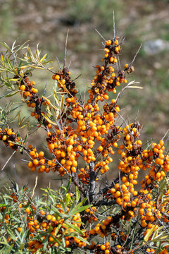 Sanddorn, Hippophae rhamnoides, NL, Renesse, 2025/09/08,  NL, Schouwen-Duiveland, Renesse