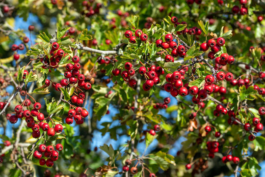 Eingriffliger Wei&szlig;dorn, Crataegus monogyna, Fr&uuml;chte, NL, Renesse, 2025/09/08 NL, Schouwen-Duiveland, Renesse