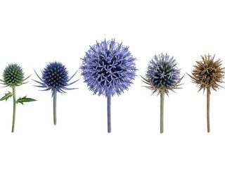 Fototapeta premium Series of blue ECHINOPS flowers isolated on transparent background