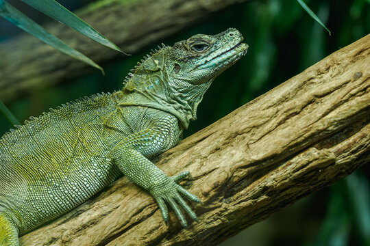 A Moluccan agama resting on a log.
