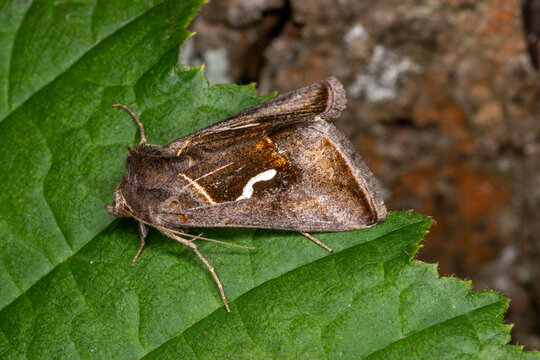 Macdunnoughia confusa , Schafgarben-Silbereule, DE, Remscheid, Natur-Schule Grund, 2025/09/19