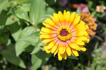 Beautiful Zinnia (Zinnia elegans) flower.