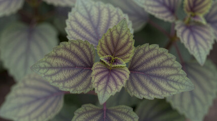 Macro close-up of a purple-green perilla leaf with serrated edges, rich venation, and a velvety textured surface