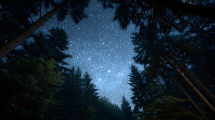 A breathtaking view of a clear starry night sky peeking through the dark silhouettes of towering evergreen trees in a tranquil forest