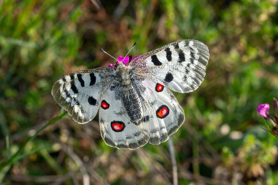 Mosel-Apollofalter, Parnassius apollo vinningensis, Kobern-Gondorf, DE, RLP, 11.06.2025, Weibchen
