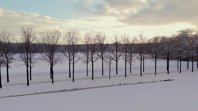 Backlight on Snowy Trees at park Groeneveld, Baarn, the Netherlands