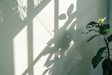 Sunlight Through Window Shadows