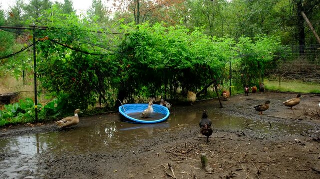 Duck bathing in broken kiddy pool full of dirty water as rest ducks join to play while animals being cage free raised in large fenced outdoor area