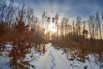 A picturesque evening in a winter forest covered in snow