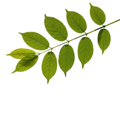 Obraz premium Green leaves branch isolated on transparent background