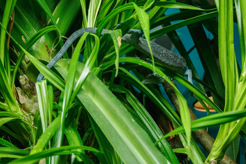 Obraz premium A blue monitor lizard pushing its way through green plant leaves. 