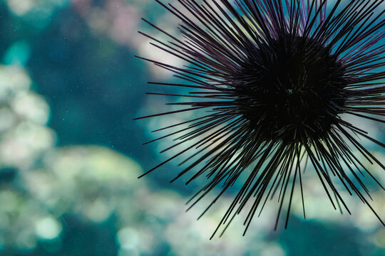 A close‑up of a diadem sea urchin just below the water surface in an aquarium.
