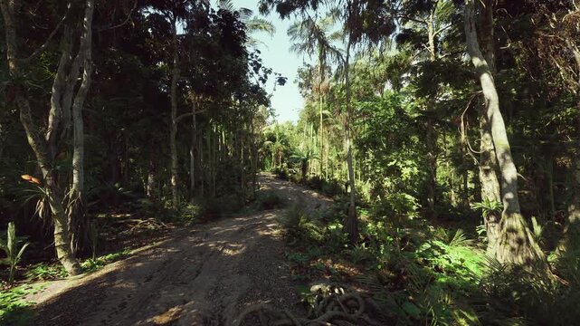 secluded jungle path ideal for romance, soft dappled light and intimate glade options, lush backdrop for wedding photography and microsessions with boho styling