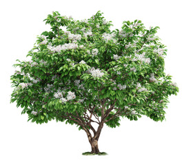 Obraz premium Blossoming Tree with White Flowers and Green Foliage