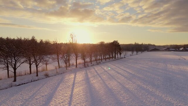 Revealing Snowy Landscape Through the Trees