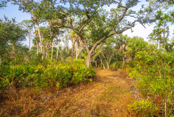 Fototapeta premium Walking trail thoiugh Hammock in T. Mabry Carlton Jr Memorial Reserve in Sarasota County Florida USA