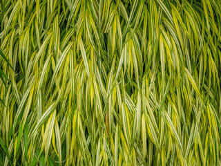 Close up of yellow green plants filling the entire frame