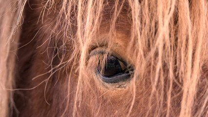 Beautiful eye of a horse, intensive, detailed macro 