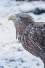 Portrait of a white‑tailed eagle sitting on the ground with snow in winter.
