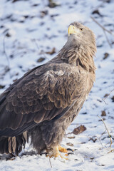 Portrait of a white‑tailed eagle sitting on the ground with snow in winter.

