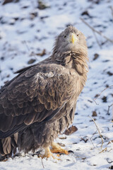 Portrait of a white‑tailed eagle sitting on the ground with snow in winter.
