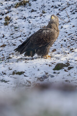 White‑tailed eagle outside on the snowy ground.
