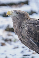 Portrait of a white‑tailed eagle sitting on the ground with snow in winter.

