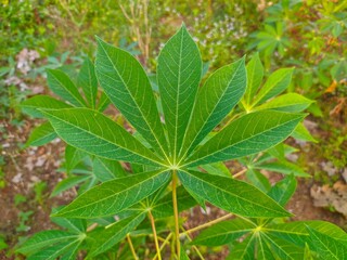 A close up of a green cassava plant (Manihot esculenta) with distinctive leaf patterns, growing in a natural outdoor setting with soil and other foliage. Perfect for agriculture, botany and education