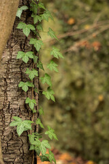 green ivy close-up on tree trunk on green background