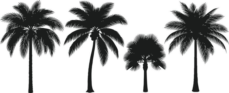 Silhouette vector set of 4 palm tree varieties date palm coconut palm fan palm and queen palm distinct foliage