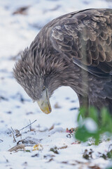 The white‑tailed eagle is looking at the snowy ground.
