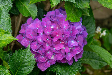 Obraz premium The beauty of Hortensias grown in Rio Grande do Sul, Brazil. 