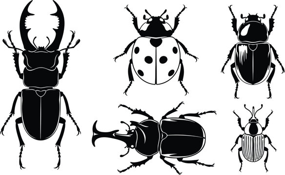 Silhouette vector set of 5 beetle types stag beetle ladybug scarab rhinoceros beetle and weevil top view
