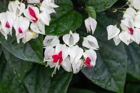Bleeding Heart Vine &ndash; Tropical ornamental flower