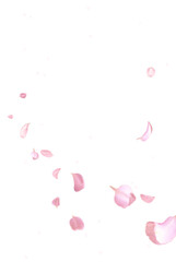 Pink petals falling against starry transparent background
