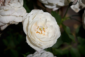 white rose close-up on a bush in the garden