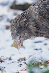Close‑up of a white‑tailed eagle&rsquo;s head eating carrion on the snowy ground.
