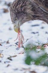 Close‑up of a white‑tailed eagle&rsquo;s head eating carrion on the snowy ground.

