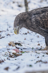 Close‑up of a white‑tailed eagle&rsquo;s head eating carrion on the snowy ground.
