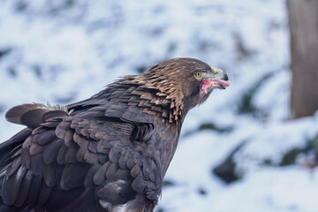 Golden eagle eating the remaining meat with a bone &ndash; captive breeding.
