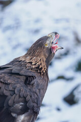 Golden eagle eating the remaining meat with a bone &ndash; captive breeding.
