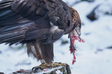 Golden eagle eating the remaining meat with a bone &ndash; captive breeding.
