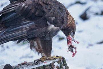 Golden eagle eating the remaining meat with a bone &ndash; captive breeding.
