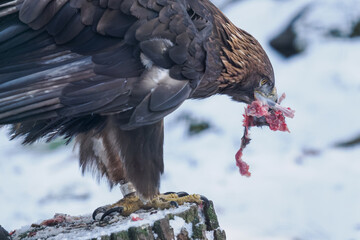 Golden eagle eating the remaining meat with a bone &ndash; captive breeding.
