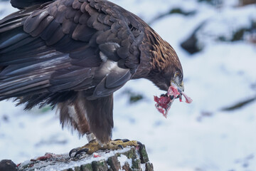 Golden eagle eating the remaining meat with a bone &ndash; captive breeding.
