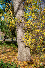 tree trunk with golden leaves on a sunny autumn morning