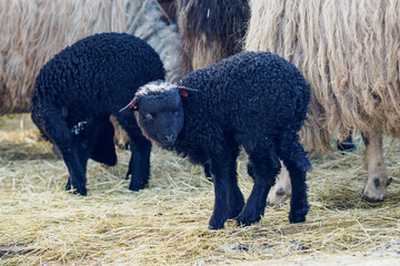 A small black lamb outside in an enclosure on a farm with the others.
