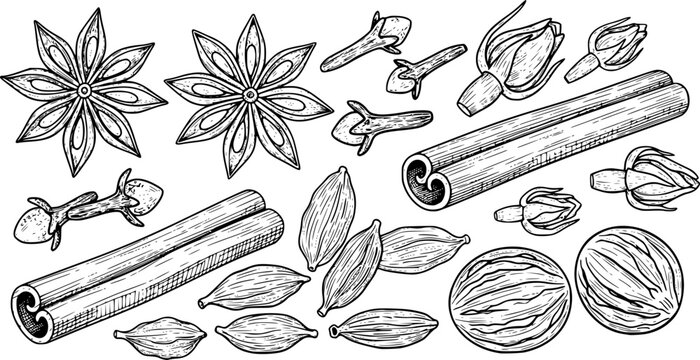 Hand Drawn Ramadan Spices Set Vector Illustration
