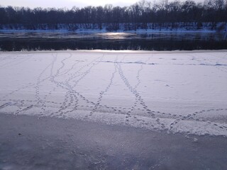 bird tracks on river ice