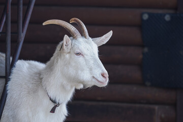 Obraz premium A white goat on a farm outside in an enclosure. 